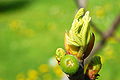 Ficus bud.JPG