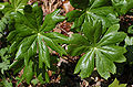 Mayapple Podophylum peltatum Leaves 2900px.jpg