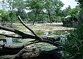 Brookfield zoo fg03.jpg