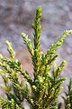 Japanese Cedar Cryptomeria japonica 'Black Dragon' Closeup 2000px.jpg