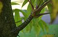 Kalopanax-pictus-thorn.JPG