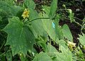 Kirengeshoma-palmata-flowers.JPG