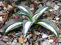 Agave americana 'Medio-Picta' Plant 3264px.jpg