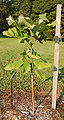 Bigleaf Magnolia Magnolia macrophylla Sapling 1550px.jpg