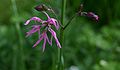 Lychnis-flos-cuculi-flower.JPG