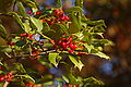 American Holly Ilex opaca Berries 3008px.jpg