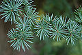 Atlas Cedar Cedrus atlantica 'Glauca' Needles 3008px.JPG