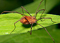 Opiliones harvestman.jpg