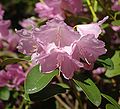 Rhododendron williamsianum (flower).jpg