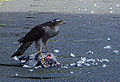 001 Greifvogel mit Taube, Bochum Innenstadt, 2008, Ausschnitt-2.jpg