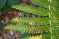 Cinnamon Fern Osmunda cinnamomea Closeup 3008px.JPG