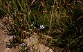 Linum-bienne-flowers.JPG