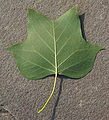 Tulip Tree Liriodendron tulipifera Leaf Underside 1878px.jpg