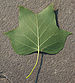 Tulip Tree Liriodendron tulipifera Leaf Underside 1878px.jpg