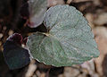Alpine Violet Viola labradorica Leaf 2500px.jpg