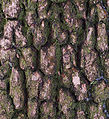 Boxwood Buxus sempervirens var. arborescens Bark Closeup 1825px.jpg