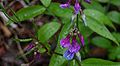 Lathyrus-vernus-flowers.JPG