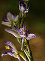 Limodorum abortivum (flower).jpg