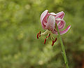 Pink Lily Lilium sp Single Flower 1916px.jpg