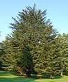 Atlas Cedar Cedrus atlantic Tree 1909px.jpg