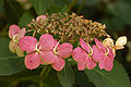Bigleaf Hydrangea Hydrangea macrophylla 'Tokyo Delight' Pink 3008px.jpg
