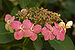 Bigleaf Hydrangea Hydrangea macrophylla 'Tokyo Delight' Pink 3008px.jpg