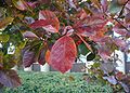 Crataegus-crus-galli-autumn.JPG