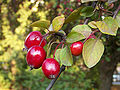 Malus Floribunda.jpg