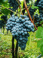 Zametovka Grape.jpg