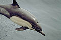 Common dolphin.jpg