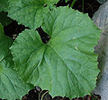 Honeydew Leaf 2150px.jpg