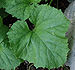 Honeydew Leaf 2150px.jpg