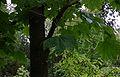 Kalopanax-pictus-leaves.JPG
