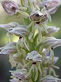 Orchis galilaea 1.JPG