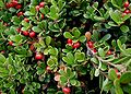 Arctostaphylos-uva-ursi.JPG