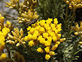 Helichrysum italicum spp serotinum.000 - Islas Cies.JPG