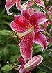 Stargazer Lillies Lillium orientale 'Stargazer' Flower 2000px.jpg