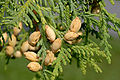 Thuja occidentalis - cone 1 (aka).jpg