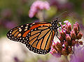 Monarch Butterfly Danaus plexippus Proboscis 2591px.jpg