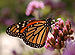 Monarch Butterfly Danaus plexippus Proboscis 2591px.jpg