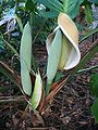 Monstera deliciosa flower and buds.jpg