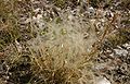Stipa-pennata-fruiting.JPG
