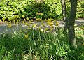Tulipa-sylvestris-total.JPG