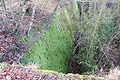 20061225-schleusentreppe-niederfinow-034.JPG