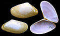 Donax vittatus 2.jpg