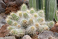 Echinocereus conglomeratus (aka).jpg