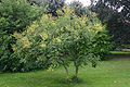 Koelreuteria-paniculata-habit2.JPG