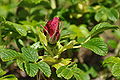Mrzezyno Rosa rugosa closed red flower 2010.jpg