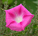 Pink Morning Glory 2500px.jpg