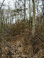 Salix-caprea-pioneer.JPG